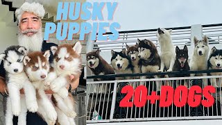 Best husky kennel of India😍All time puppy available😧20husky🤪Husky kennel [upl. by Froh734]