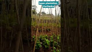 greenworld A bean cultivation in the mountainous rural area of ​​Sri Lanka [upl. by Ylreveb]