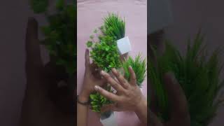 Plants For Home Decor decoration decoration plants smallplants [upl. by Imim]