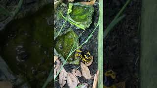 Dendrobates leucomelas yellow banded poison dart frog bumblebee poison dart frog [upl. by Etak976]