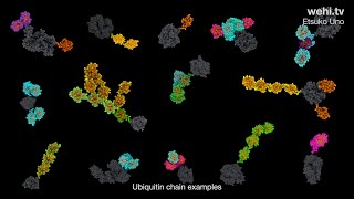 Ubiquitin and Parkinsons Disease 2021 by Etsuko Uno wehitv [upl. by Mulvihill]