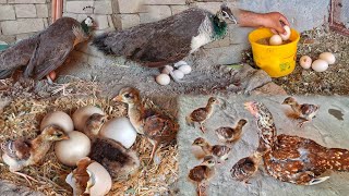 Hen Hatching 5 Peacock Eggs  Peacock New Barn Colourful Baby  Peacock Hatching And Laying Eggs [upl. by Airdnaxila897]