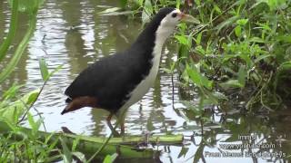 Nature Trees And Birds  Whitebreasted Waterhen amp Pheasanttailed Jacana [upl. by Leisha]