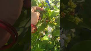 Harsingar plant Care tips and tricks shortsfeed harsingar garden ytshorts care tips tricks [upl. by Adnilahs]