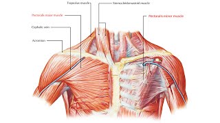 Pectoral region Part 2 [upl. by Annahgiel]