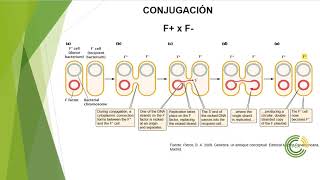 Recombinación en Bacterias Conjugación [upl. by Abdulla]