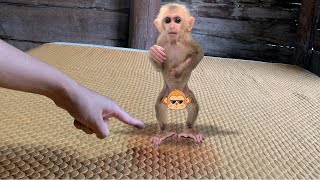 🤣Funny Smart Moments In The Animal Life Of Baby Monkey Mynu  Full Video [upl. by Ahsennod114]