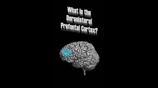 Dorsolateral Prefrontal Cortex DLPFC [upl. by Ssilem]