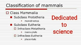 Prototheria metatheria and Eutheria with Examples [upl. by Aihtebat349]