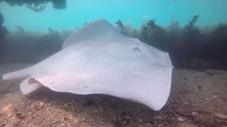 Rare Albino Stingray Filmed On Ocean Bed [upl. by Debarath]