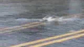 Chum Salmon Swims Across Highway 101 [upl. by Nayarb890]