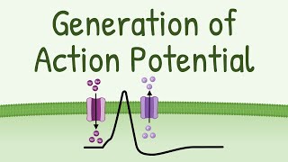 Generation of Action Potential  How Action Potential is Generated in neurons muscles etc [upl. by Barbara-Anne]