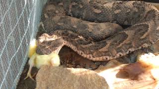 Puff Adder feeding on a chick [upl. by Pestana]