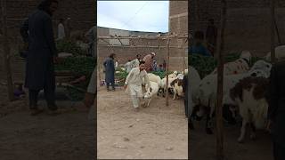 Sheep seller cought me😁funny comedy shorts [upl. by Yelehsa]