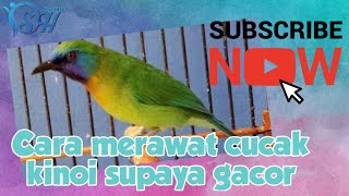 DSH  Cara merawat burung cucak kinoi supaya gacor [upl. by Humo]