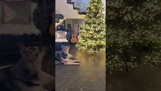 Cats and a Dog Christmas Magic [upl. by Alpheus]