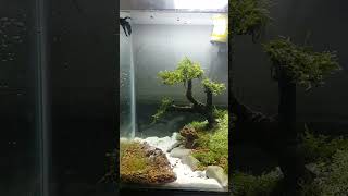 How To Grow Aquraium Moss On Driftwood diyaquarium aquarium moss [upl. by Llemij]