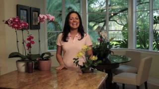 How to Choose and Care for Orchids  Costa Farms [upl. by Gustav]