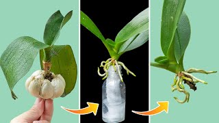 The Secret To Reviving 1 Orchid Plant With Fast Rooting And Young Leaves With Water [upl. by Beyer]