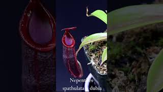 Nepenthes Tropical Pitcher Plants  Some Of My Favorite Carnivorous Plants [upl. by Ezar]