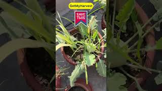 Amazing Garden Hacks for a Healthy Garden  Big size Gende  Spider Mites ki Chutti shorts [upl. by Rodrick]