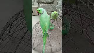 Meethua ae mithua parrot parrottalking parrotlover shortvideo parrotentertainment ytshorts [upl. by Reinhold689]