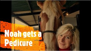 Noah the Gentle Giant Belgian Draft Horse Gets a MUCH Needed Hoof Trim [upl. by Yob825]