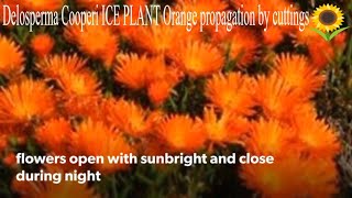 Ice Plant Delosperma Cooperi Orange Propagation in 3 steps Bouturage en 2 mn Wheels of Wonder [upl. by Mian]