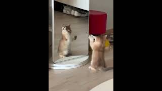 Why Is That Cat Copying Me’  Kitten’s First Mirror Freakoutcatzdogzworldchannel catzdogzworld [upl. by Humfrid]