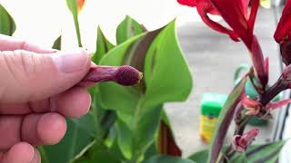 How to Deadhead Cannas [upl. by Gert]