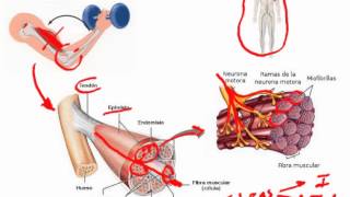 Anatomía y Fisiología del Músculo [upl. by Anelagna]