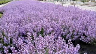 Best Perennials  Nepeta Purrsian Blue Catmint [upl. by Aura]