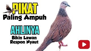 Suara Pikat Tekukur Gacor Ahlinya Bikin L4wan Nyaut [upl. by Clerc]