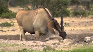 Bull Eland coming to drink [upl. by Gemma]