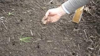 Toms Moestuin 2016  37  Woekerende planten uien en boontjes zaaien [upl. by Lachish773]