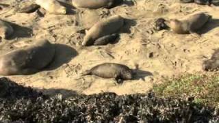 Los Angeles Times Video  The Piedras Blancas Elephant Seal Rookery [upl. by Nayhr]