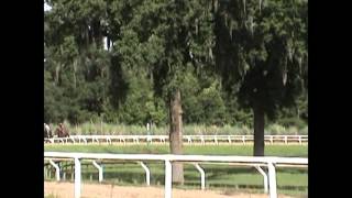 Secretariat Descendants Preparing for Racing Debut Sept 2013 [upl. by Oruhtra588]