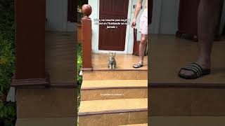 Notre fameuse rencontre avec Tigrou en Thaïlande 🥺🇹🇭 [upl. by Trix]