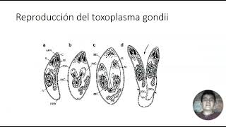 toxoplasma gondii [upl. by Eirhtug]