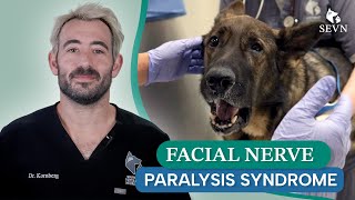 Facial Nerve Paralysis Explained Causes Symptoms and Treatment for Your Pet [upl. by Isied855]