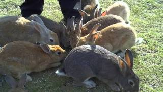 Okunoshima bunnies [upl. by Eilahs886]