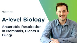 Anaerobic Respiration in Mammals Plants amp Fungi  Alevel Biology  OCR AQA Edexcel [upl. by Afas]