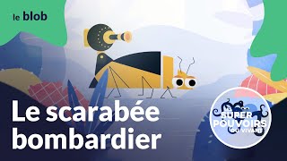 Le scarabée bombardier le prout qui tue  Les superpouvoirs du vivant [upl. by Ahsinelg]