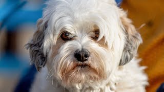 The Maltese Waltz 🎶🐾  Dance with the Elegance of the Maltese 💃🐕 [upl. by Yrokcaz]