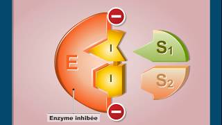 Questce que linhibition compétitive dune enzyme [upl. by Joice]