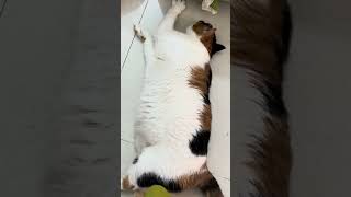 😺Daily Cat Adventures CuteCats FelineFun CatLovers fatcat cat funny shorts cats fyp love [upl. by Bathsheb935]