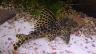 L075 L124 L301 LDA002 Para Pleco 1 [upl. by Fraze]