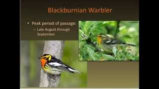 Identifying Fall Warblers [upl. by Eelannej]