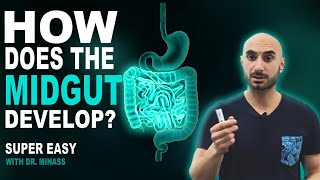 Embryology of the GIT II  Midgut Easy to Understand [upl. by Lehcem]