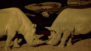 Namibia Etosha rhinos at Halali Camp waterhole [upl. by Atnohs]